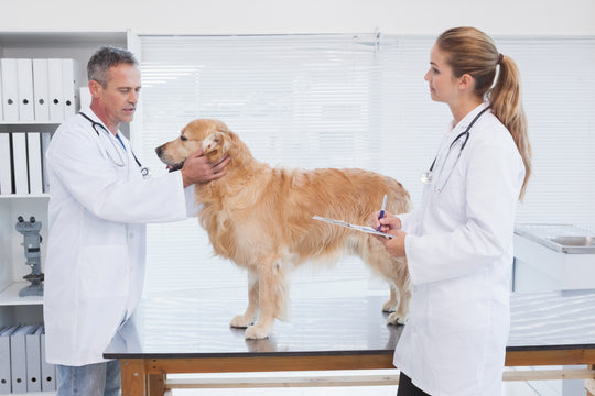 Diagnosis of Heartworm Disease with Ultrasound Imaging | Veterinary Ultrasounds Blog